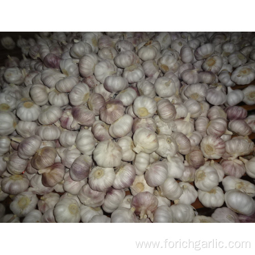 Normal White Garlic 5.0cm New Crop 2019